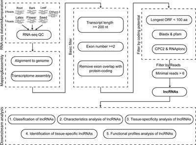 Genome-wide identification, characterization, and functional analysis of lncRNAs in Hevea brasiliensis